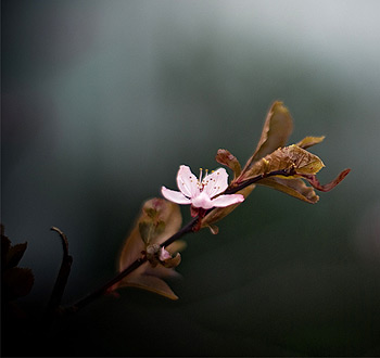 ddos服务器攻击手段