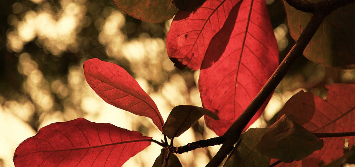 ddos服务器攻击手段